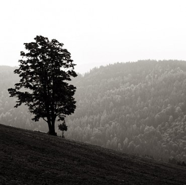 B&W_Tree