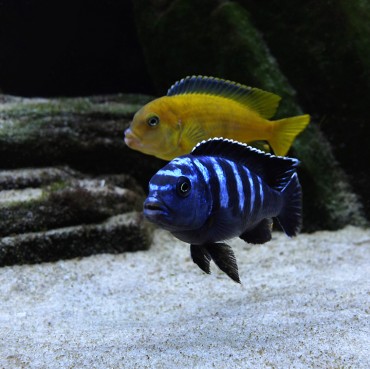 Pseudotropheus_Saulosi
