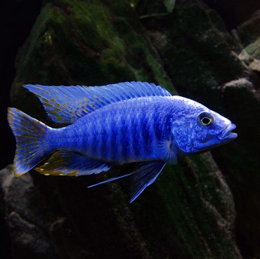 Sciaenochromis-fryeri