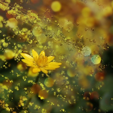 Spring_Collage