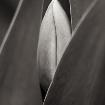 Untitled-II