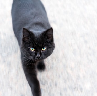 Cat on the road