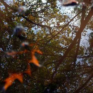 Autumn-Mirror