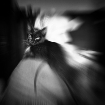 Black-Cat