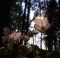 Common-wood-sorrel