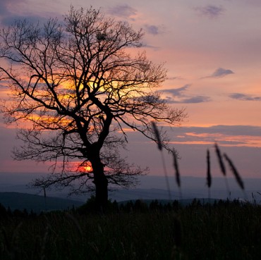 Evening-Meadow