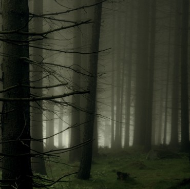 Mist-in-the-Forest