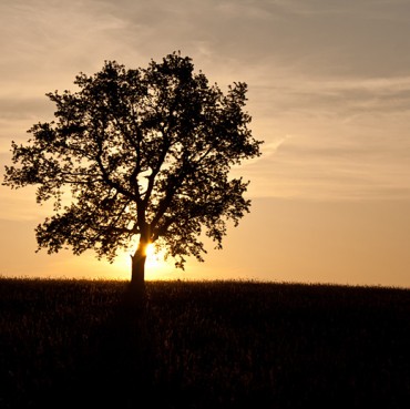 Sun-Behind-the-Oak