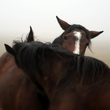 The-Horses