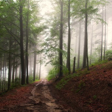 The-Misty-Road