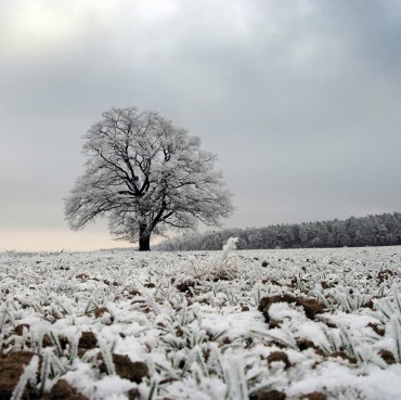 White-Frost