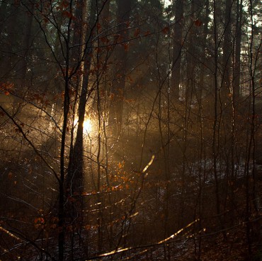 Winter-Sun