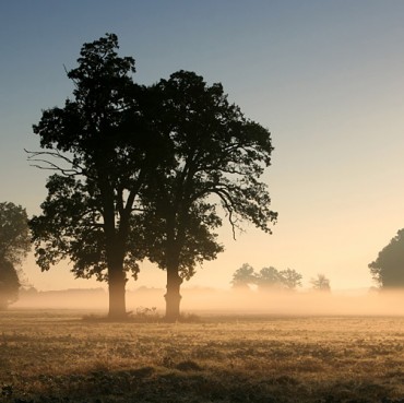 Foggy trees