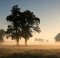 Foggy trees