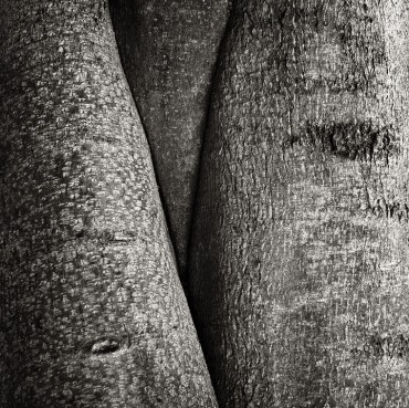 Mystery_of_the_Tree