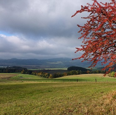 Red_Leaves