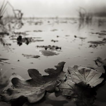 November's Still Life