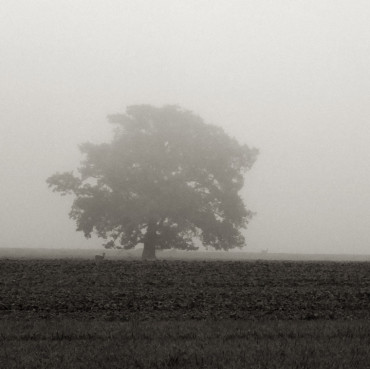 Under the Oak / Pod dubem