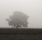 Under the Oak / Pod dubem