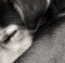 Hopi