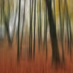 Autumn Forest / Podzimní les
