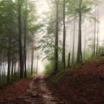 The Misty Road / Cesta v mlze