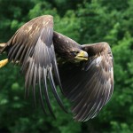 The White-tailed Eagle / Orel mořský