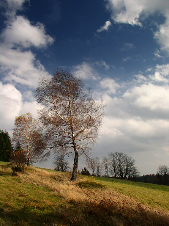 The Birch hair / Březové vlasy