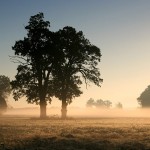 Two Oaks In the Morning Mist II / Duby v ranní mlze II