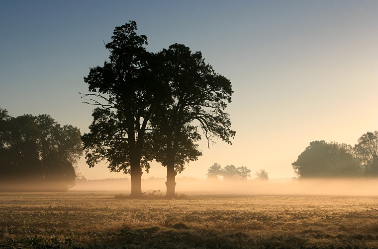 Two Oaks In the Morning Mist II / Duby v ranní mlze II