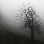 Misty Path / Cesta k hranici