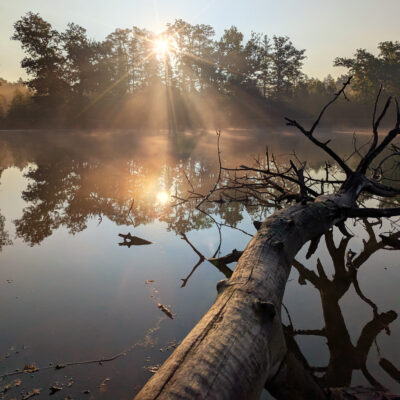 Morning by the Pond