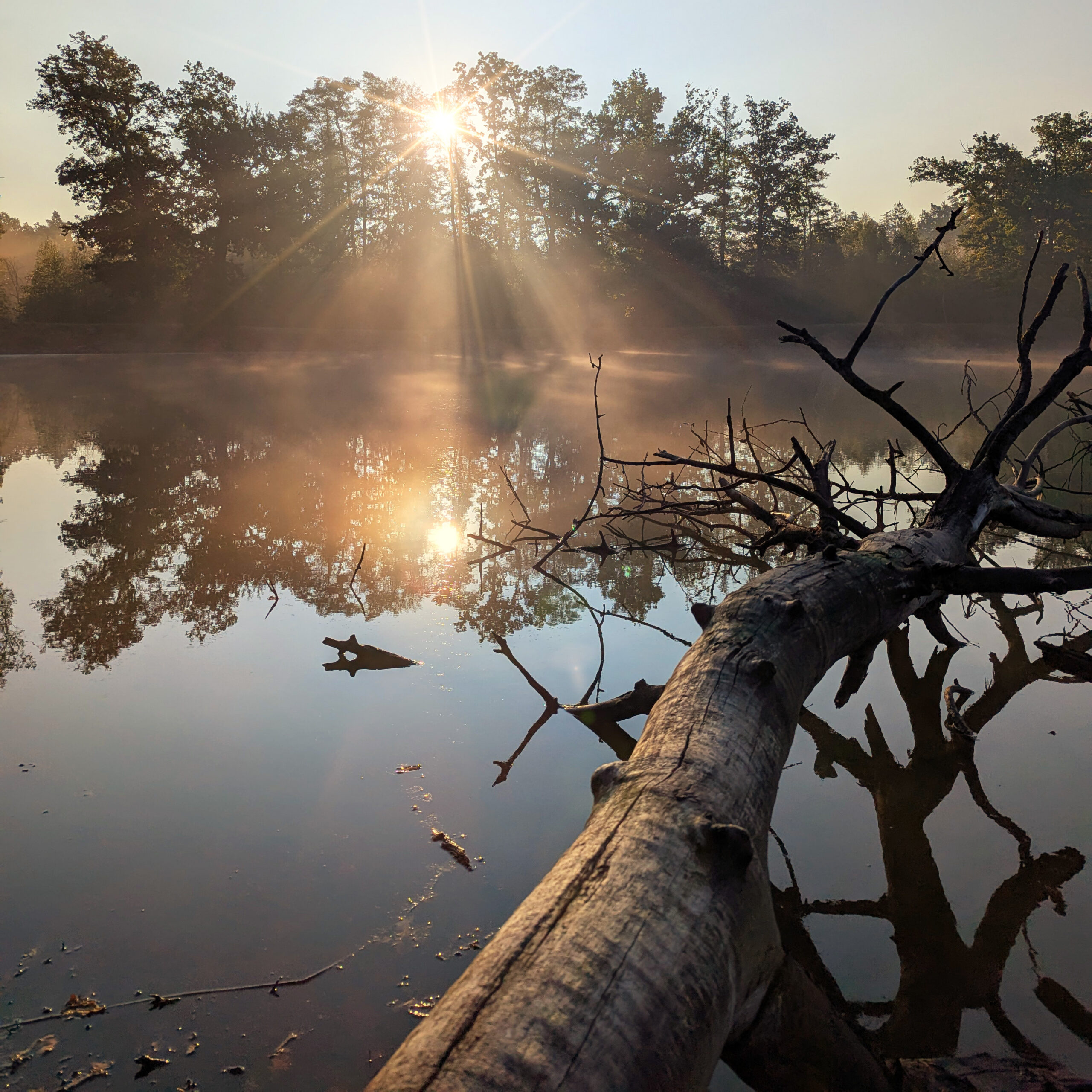 Morning by the Pond